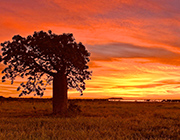 Boab tree at sunset