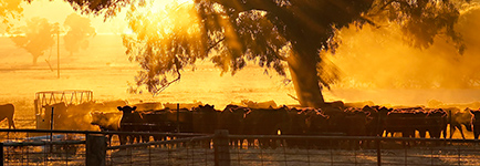 Stacks Image 11483